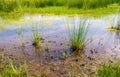 Bulrushes on the edge of a swampy area