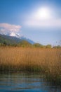 Rushes on the Lake Ohrid Royalty Free Stock Photo