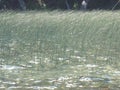 Rushes growing in patagonian pond Royalty Free Stock Photo