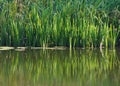 Rushes on the lake Royalty Free Stock Photo