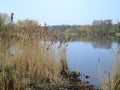 Rushes and the lake Royalty Free Stock Photo