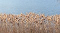 Rushes lake in winter time Royalty Free Stock Photo