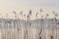Rushes by a misty lake in the morning sun Royalty Free Stock Photo