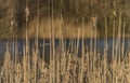 Rushes near pond in Usti nad Labem city Royalty Free Stock Photo