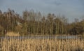 Rushes near pond in Usti nad Labem city Royalty Free Stock Photo