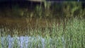 Rushes on the park pond, reflections of trees in the water Royalty Free Stock Photo