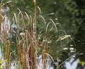 Rushes Beside Pond Royalty Free Stock Photo