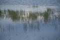 rushes sticking out of the water with reflection of the evening sun Royalty Free Stock Photo