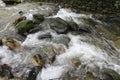 A rushing and deeply secluded stream flows through the lush vegetation of a southern forest