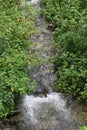 A rushing and deeply secluded stream flows through the lush vegetation of a southern forest