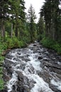 Rushing mountain stream Royalty Free Stock Photo