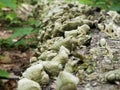 Rushing river boulders moss mushroom Royalty Free Stock Photo