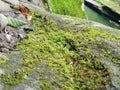 Rushing river boulders moss mushrooms