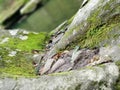 Rushing river boulders moss mushrooms