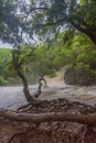 Swollen rivers and gushing waters on Maui Royalty Free Stock Photo