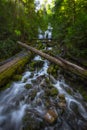 Upper Proxy Falls in Willamette Forest, Oregon Royalty Free Stock Photo