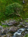 Rushing water flows over rocks in the River Gaddagh. A tree with green leaves grows on a steep, grass-covered hillside, surrounded Royalty Free Stock Photo