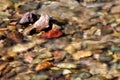 Water rushing over rocks in a mountain stream. Royalty Free Stock Photo