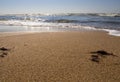 Rushing wave on a sunny day on the sandy beach of the Baltic Sea in Palanga, Lithuania Royalty Free Stock Photo