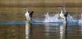 Rushing Western Grebes