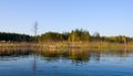 Rushy swamp in forest landscape Royalty Free Stock Photo