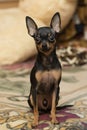 Rusian toy terrier