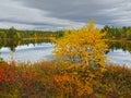 Ruska, finnish lapland Royalty Free Stock Photo