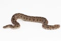 Russel`s Viper snake or Eastern Russelâs Viper Daboia siamensis isolated on white background