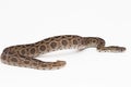 Russel`s Viper snake or Eastern Russelâs Viper Daboia siamensis isolated on white background