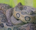 Russel`s Viper Venomous Snake Closeup Shot