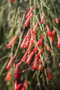 Russelia equisetiformis, also as fountainbush, firecracker plant, coral plant, coral fountain, coralblow and fountain plant, a