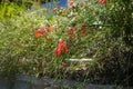 Russelia equisetiformis blooms with red flowers in August. Rhodes Island, Greece