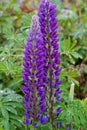 Russell lupine flower in violet purple Lupinus Russell Hybrid Royalty Free Stock Photo