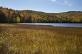 Russell Pond peat bog with fall foliage, New Hampshire. Royalty Free Stock Photo