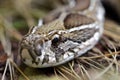 Russell`s viper Daboia russelii closeup