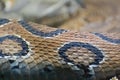 Russell`s viper Daboia russelii Snake Skin Scales Closeip Royalty Free Stock Photo