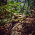 Russell\'s Viper in India\'s Lush Forests