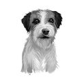 Russell Terrier dog portrait isolated on white. Digital art illustration for web, t-shirt print and puppy food cover design. F.C.I