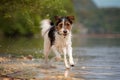 Russell Terrier portrait running in the water on the edge of a lake. The dog has white, black and brown spotted fur