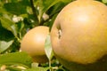 Russet Apple Royalty Free Stock Photo