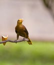 A Russet-backed Oropendola Royalty Free Stock Photo
