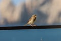 Russet-colored bird perched atop a thin ledge near a tranquil lake