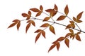 Russet Leaves Royalty Free Stock Photo