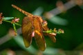 Russet Percher Female aka Fulvous forest skimmer