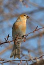 Russet Pine Grosbeak