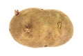 Russet Potato On White