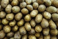 Russet potatoes pile at the Farmer`s Market, close-up of the dark skin with blemishes and few eyes Royalty Free Stock Photo