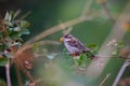 Russet`s Sparrow, Passer rutilans, Ghatgarh, Uttrakhad