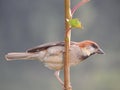 Russet Sparrow (Cinnamon Tree Sparrow)
