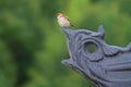 Russet Sparrow